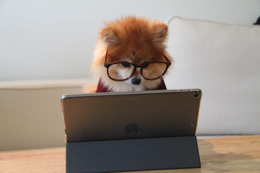 Pomeranian dog searching Google on tablet for SEO information